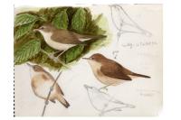 Acrocephalus palustris
