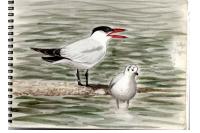 Hydroprogne caspia