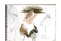 Vanellus gregarius