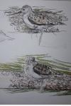 Tringa stagnatilis