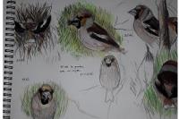 Coccothraustes coccothraustes