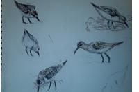 Calidris alba