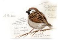 Passer montanus