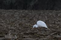 Ardea alba