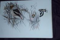Coccothraustes coccothraustes