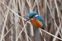 Alcedo atthis
