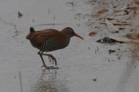 Rallus aquaticus