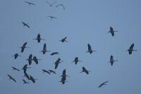 Grus grus