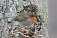 Erithacus rubecula