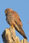 Falco tinnunculus