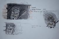 Athene noctua