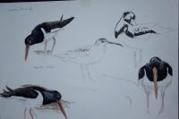 Haematopus ostralegus