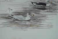 Larus argentatus