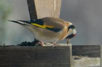 Carduelis carduelis