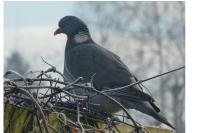 Columba palumbus
