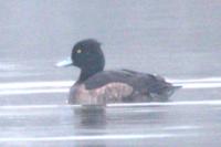 Aythya fuligula