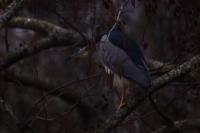 Nycticorax nycticorax