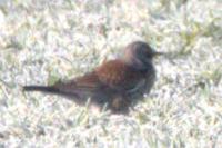 Turdus pilaris