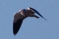 Elanus caeruleus