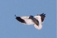 Elanus caeruleus