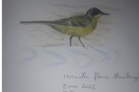 Motacilla flava thunbergi