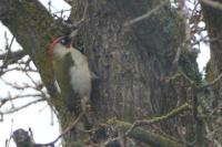 Picus viridis
