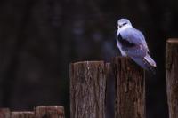 Elanus caeruleus