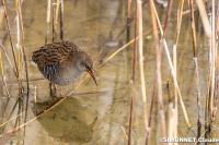 Rallus aquaticus