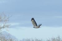Buteo buteo