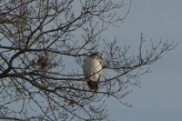 Buteo buteo