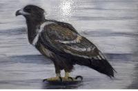 Haliaeetus albicilla