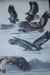 Haliaeetus albicilla