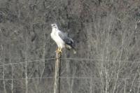 Buteo buteo
