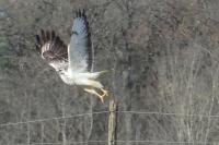 Buteo buteo