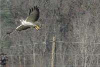 Buteo buteo