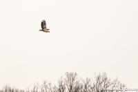 Haliaeetus albicilla