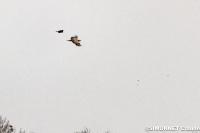 Haliaeetus albicilla