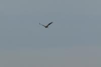Milvus milvus