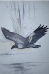 Haliaeetus albicilla