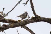 Lophophanes cristatus