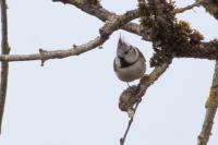 Lophophanes cristatus