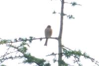 Fringilla montifringilla