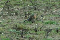 Turdus pilaris