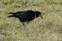 Corvus frugilegus