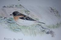 Fringilla montifringilla