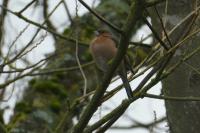 Fringilla coelebs