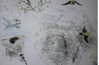 Oriolus oriolus