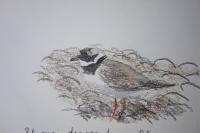 Charadrius hiaticula