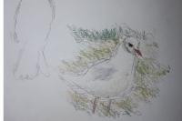 Chroicocephalus ridibundus
