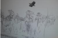 Haliaeetus albicilla